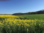 Hohenloher Landschaft